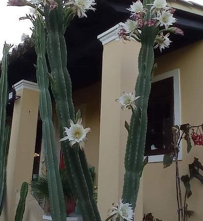 Nymfai Roula'S Houseヴィラ エクステリア 写真